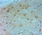 Ankyrin G Antibody in Immunohistochemistry (IHC)