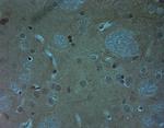 Ankyrin G Antibody in Immunohistochemistry (IHC)