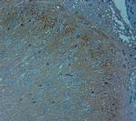 Ankyrin G Antibody in Immunohistochemistry (IHC)