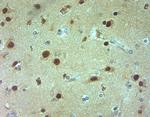 AQP9 Antibody in Immunohistochemistry (Paraffin) (IHC (P))