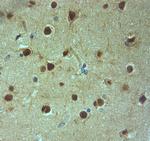 AQP9 Antibody in Immunohistochemistry (Paraffin) (IHC (P))