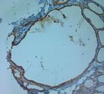 AQP9 Antibody in Immunohistochemistry (Paraffin) (IHC (P))