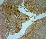 AQP9 Antibody in Immunohistochemistry (Paraffin) (IHC (P))