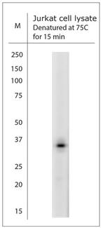 AQP9 Antibody in Western Blot (WB)