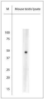 AQP8 Antibody in Western Blot (WB)