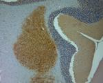 Aggrecan Antibody in Immunohistochemistry (Paraffin) (IHC (P))