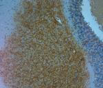 Aggrecan Antibody in Immunohistochemistry (Paraffin) (IHC (P))