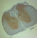 Aggrecan Antibody in Immunohistochemistry (Paraffin) (IHC (P))