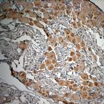 proBDNF Antibody in Immunohistochemistry (Paraffin) (IHC (P))