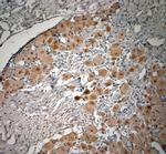 proBDNF Antibody in Immunohistochemistry (Paraffin) (IHC (P))