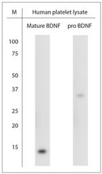 proBDNF Antibody in Western Blot (WB)