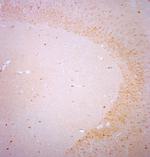 BDNF Antibody in Immunohistochemistry (Paraffin) (IHC (P))