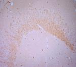 BDNF Antibody in Immunohistochemistry (Paraffin) (IHC (P))