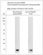 BDNF Antibody in Western Blot (WB)