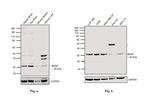 BDNF Antibody in Western Blot (WB)