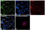 BDNF Antibody in Immunocytochemistry (ICC/IF)