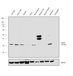 BDNF Antibody in Western Blot (WB)