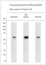 Beclin1 Antibody in Western Blot (WB)