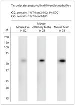 Beclin1 Antibody in Western Blot (WB)