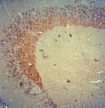 mature BDNF Antibody in Immunohistochemistry (Paraffin) (IHC (P))