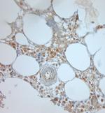 BEX1/BEX2 Antibody in Immunohistochemistry (Paraffin) (IHC (P))