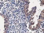 OSBP Antibody in Immunohistochemistry (Paraffin) (IHC (P))