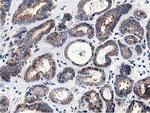 OSBP Antibody in Immunohistochemistry (Paraffin) (IHC (P))