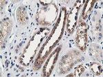 OSBP Antibody in Immunohistochemistry (Paraffin) (IHC (P))