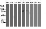 OSBP Antibody in Western Blot (WB)