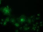 OSBPL11 Antibody in Immunocytochemistry (ICC/IF)