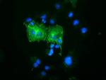 OSBPL11 Antibody in Immunocytochemistry (ICC/IF)