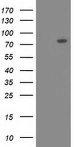 OSBPL11 Antibody in Western Blot (WB)