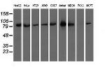 OSBPL11 Antibody in Western Blot (WB)