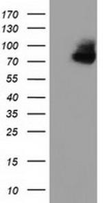 OSBPL11 Antibody in Western Blot (WB)