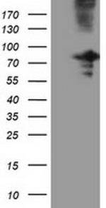 OSBPL11 Antibody in Western Blot (WB)