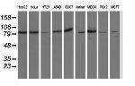 OSBPL11 Antibody in Western Blot (WB)