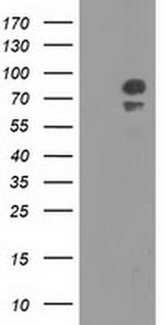 OSBPL11 Antibody in Western Blot (WB)