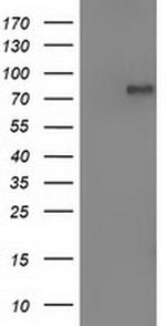 OSBPL11 Antibody in Western Blot (WB)