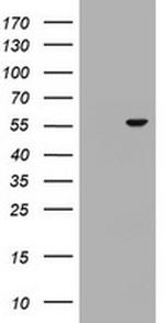 OSBPL2 Antibody in Western Blot (WB)