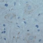 Contactin 2 Antibody in Immunohistochemistry (Paraffin) (IHC (P))