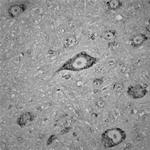 Contactin 1 Antibody in Immunohistochemistry (Paraffin) (IHC (P))