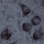 Contactin 1 Antibody in Immunohistochemistry - Free Floating (IHC (Free))