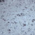 Contactin 1 Antibody in Immunohistochemistry - Free Floating (IHC (Free))