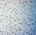 c Fos Antibody in Immunohistochemistry (Paraffin) (IHC (P))