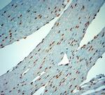 c Fos Antibody in Immunohistochemistry (Paraffin) (IHC (P))