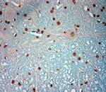 c Fos Antibody in Immunohistochemistry (Paraffin) (IHC (P))