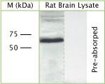 CHMP6 Antibody in Western Blot (WB)