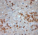 CLCN6 Antibody in Immunohistochemistry (Paraffin) (IHC (P))