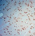 c Fos Antibody in Immunohistochemistry (Paraffin) (IHC (P))