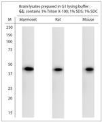 c Fos Antibody in Western Blot (WB)